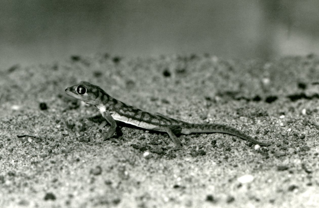 Namibský písečný gekon/gekon web-footed stojící na písku, Londýnská zoo, září 1928 (černobílá fotografie) od Frederick William Bond