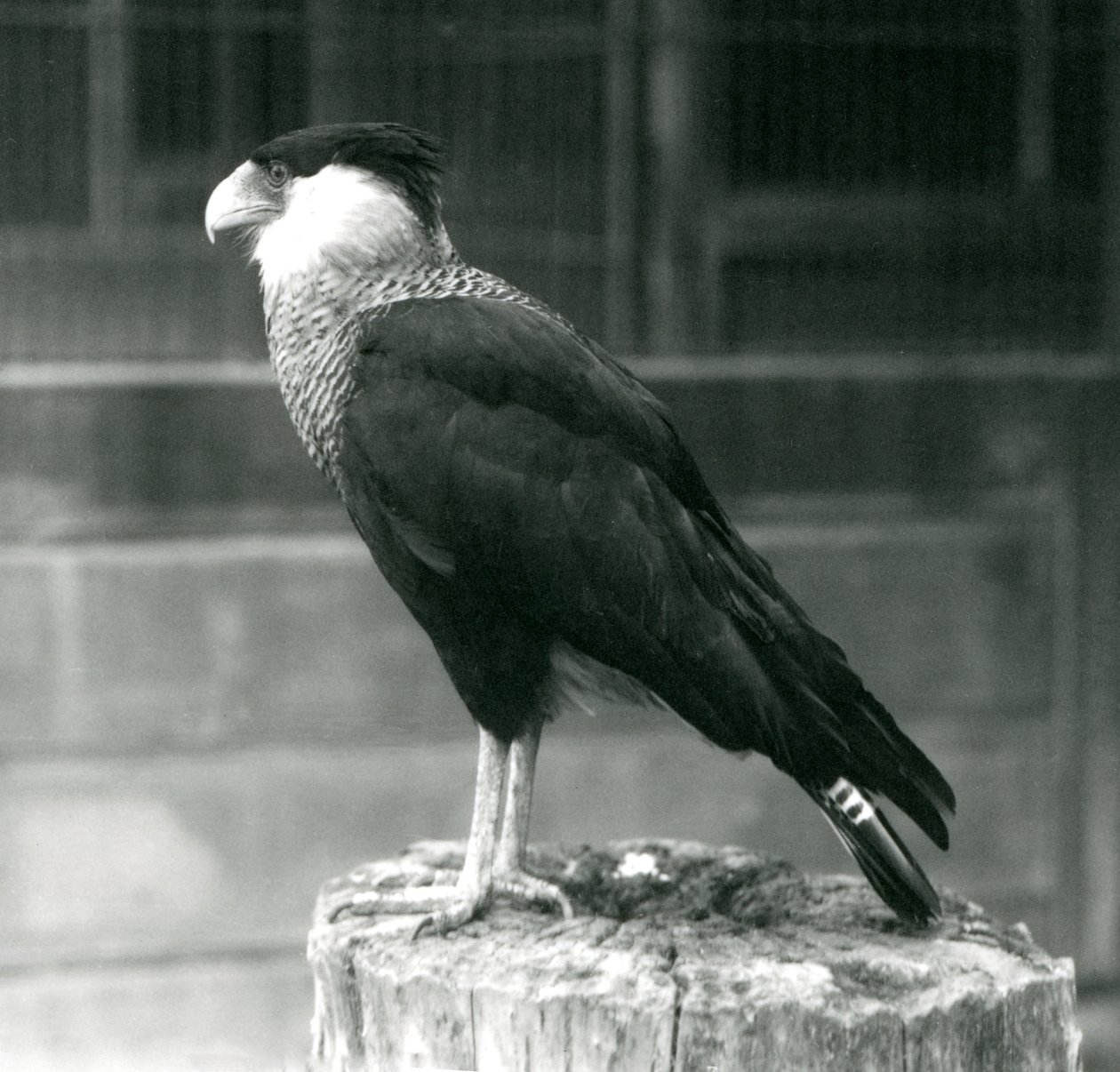 Severní chocholatý Caracara stojící na kládě v londýnské zoo, září 1925 od Frederick William Bond