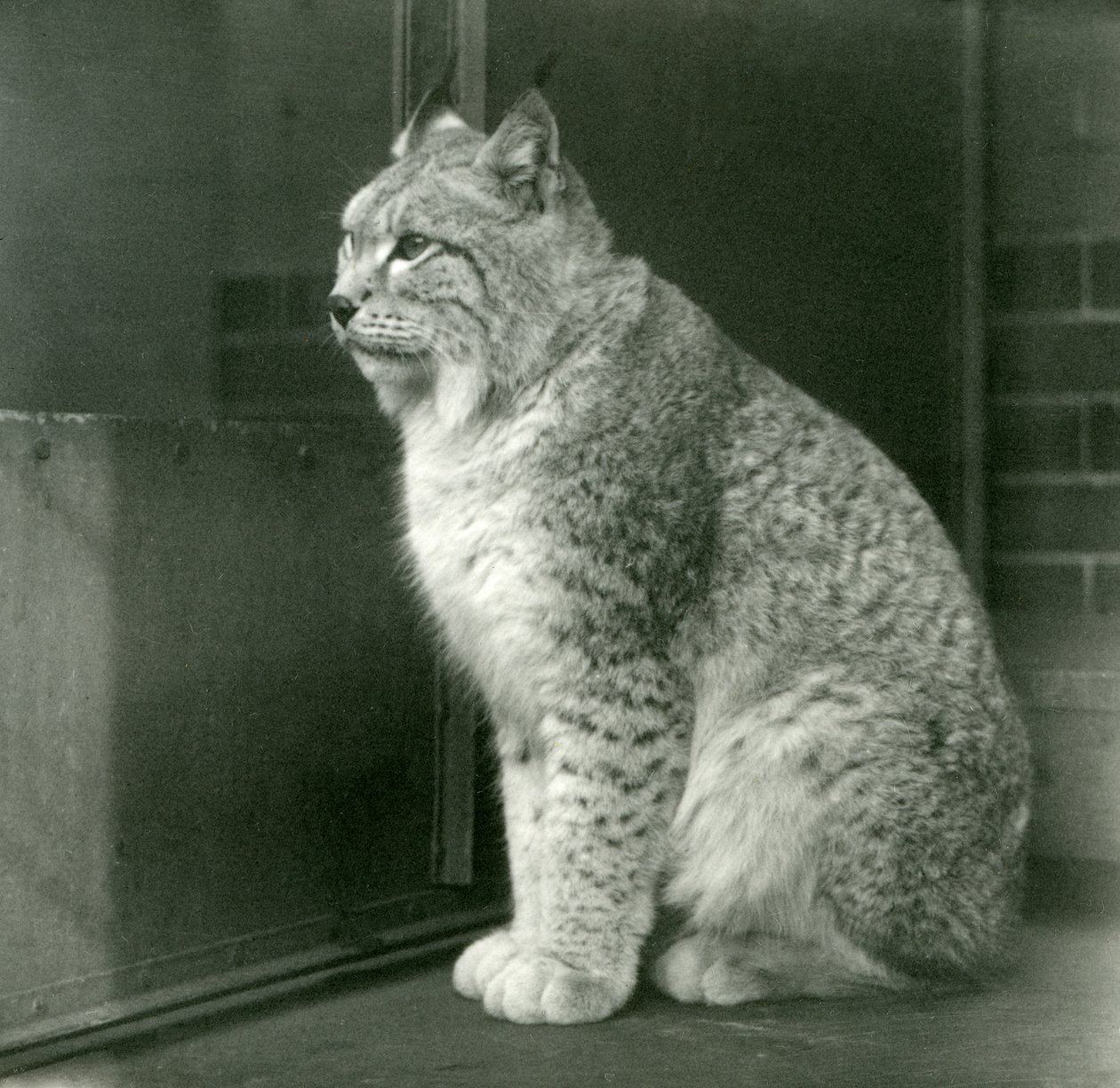 Rys severní, Londýnská zoo, únor 1925 od Frederick William Bond