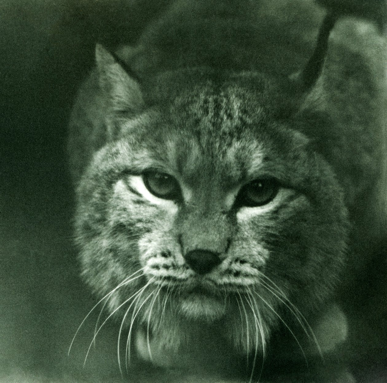 A Northern Lynx, London Zoo, únor 1925 od Frederick William Bond