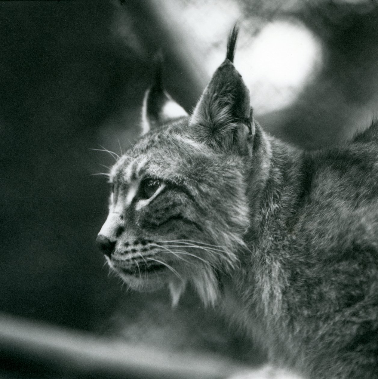 Rys severní v londýnské zoo, červenec 1925 od Frederick William Bond