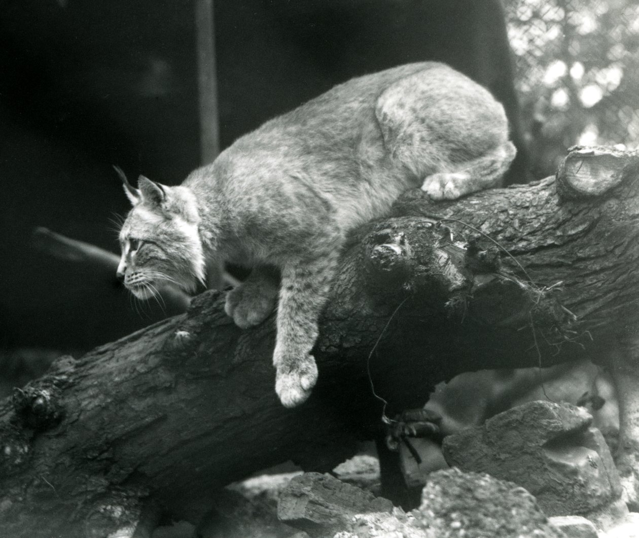 Lynx severní naklánějící se z větve, Londýnská zoo, říjen 1925 od Frederick William Bond