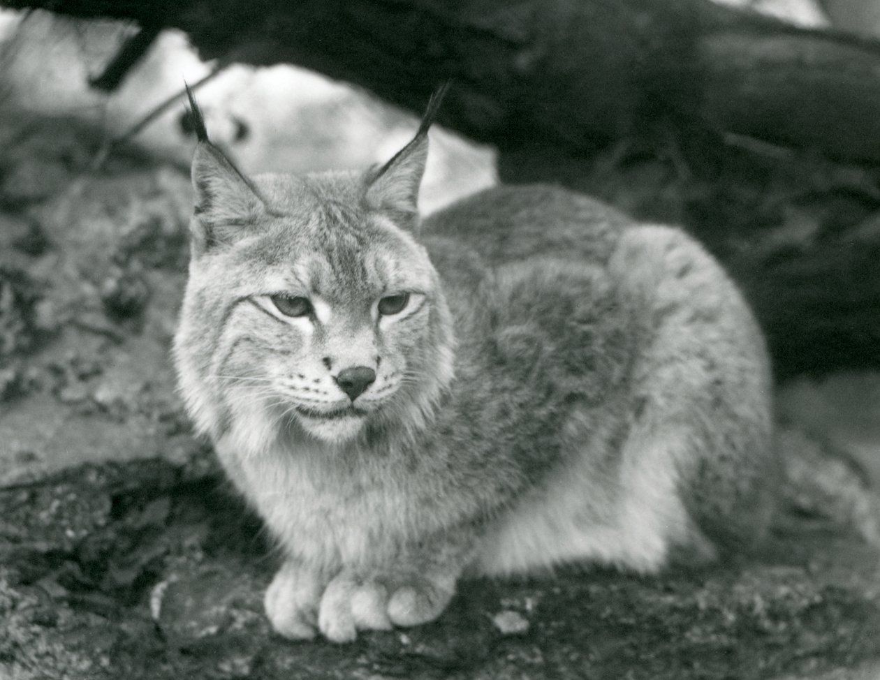 Rys severní sedící na skále, Londýnská zoo, říjen 1925 od Frederick William Bond