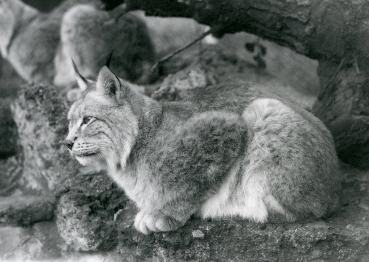 Rys severní sedící na skále, Londýnská zoo, říjen 1925 od Frederick William Bond