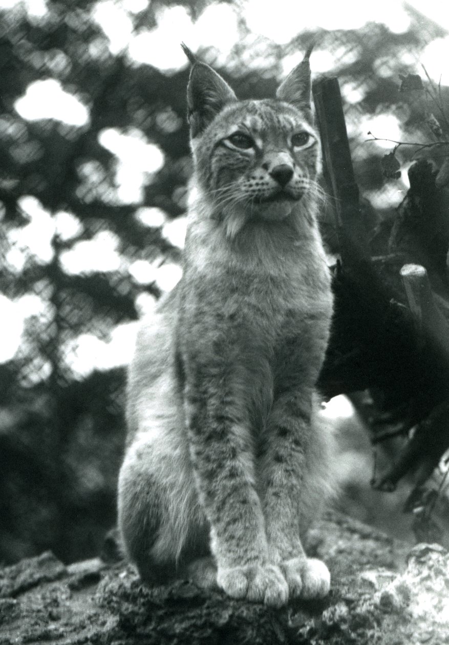 Rys severní sedící v londýnské zoo, červenec 1925 od Frederick William Bond