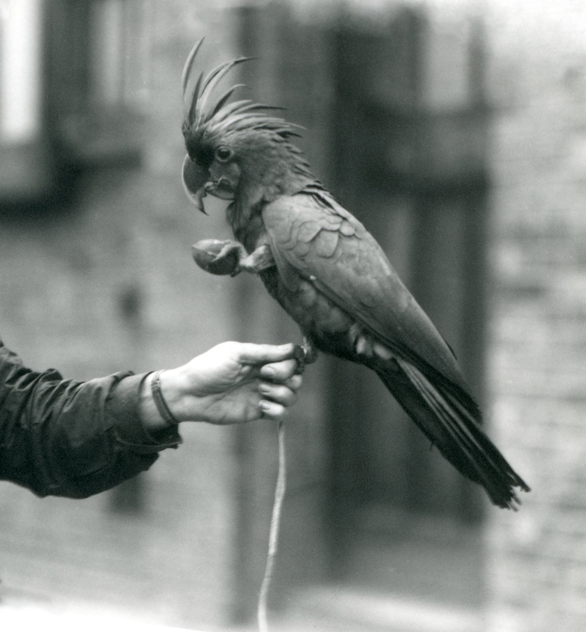Velký černý kakadu PalmGoliath, který se jednou nohou drží na prstu chovatele a drží pamlsek ve tvaru vejce v druhé Zoo v Londýně, září 1927. od Frederick William Bond