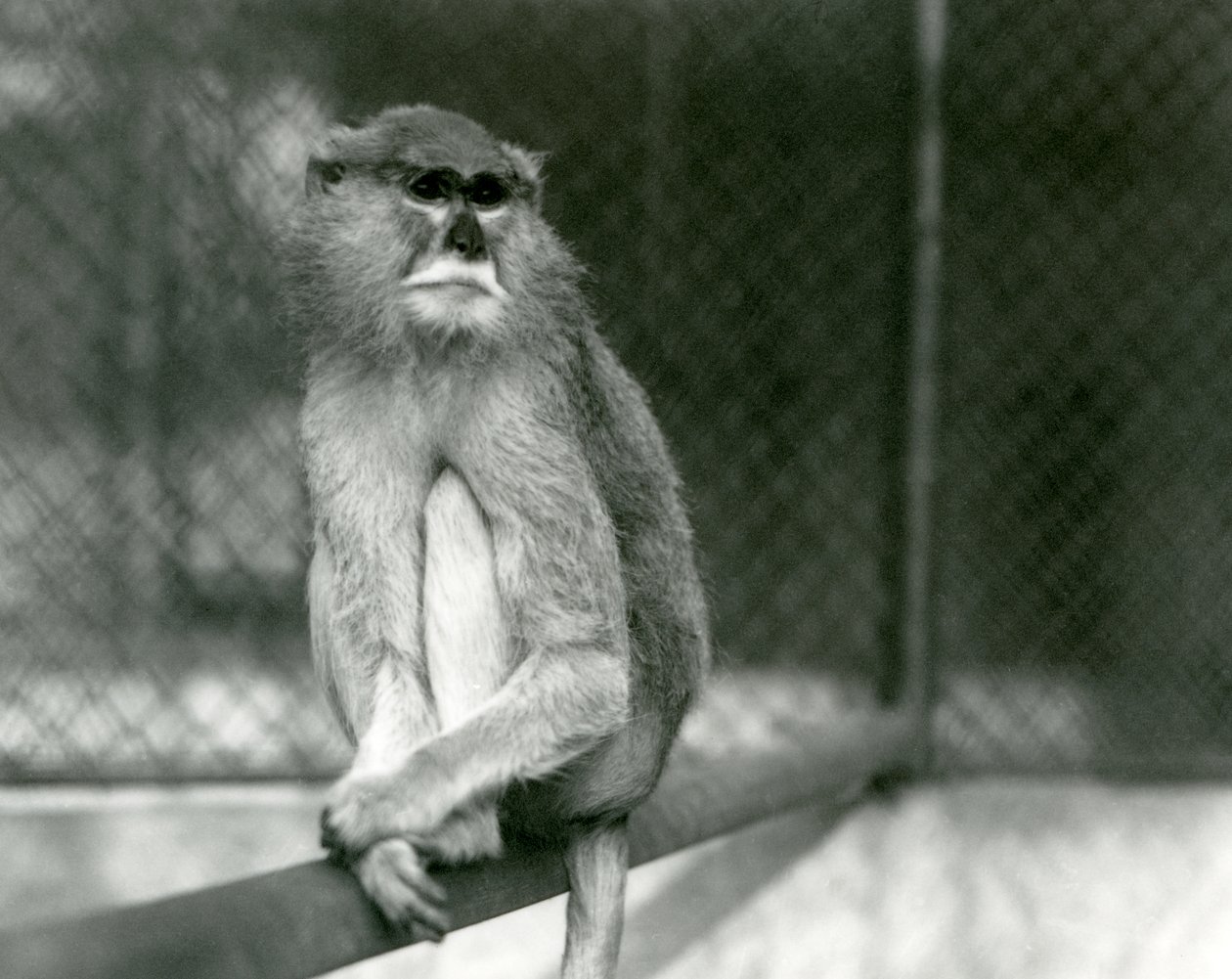 Opice Patas/Wadi/Hussar sedící na větvi v londýnské zoo v roce 1928 (černobílá fotografie) od Frederick William Bond