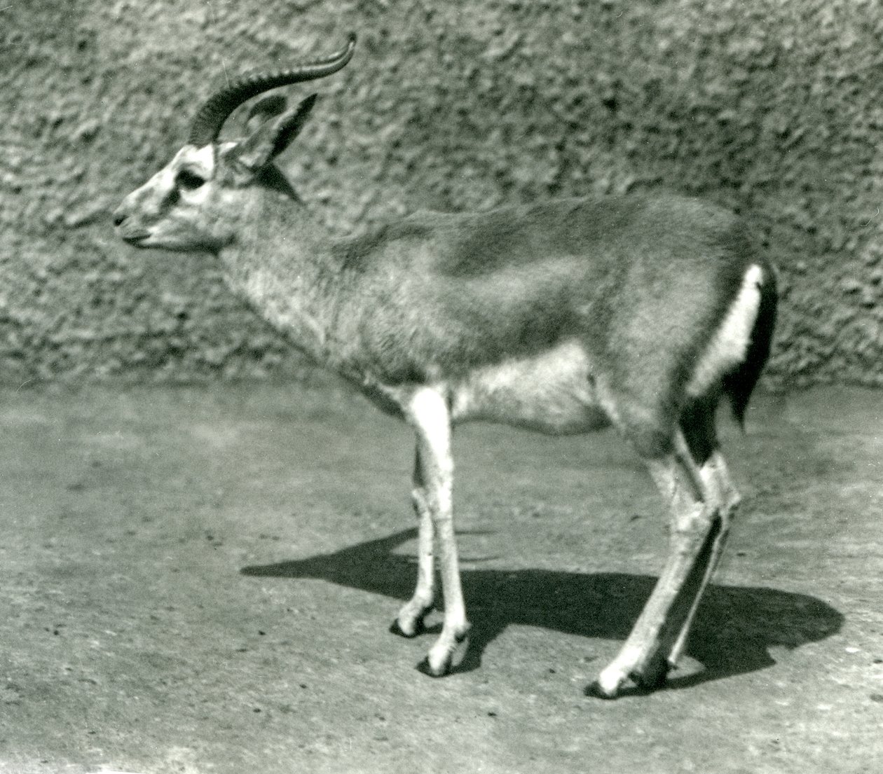 Gazela perská v londýnské zoo v červnu 1925 od Frederick William Bond