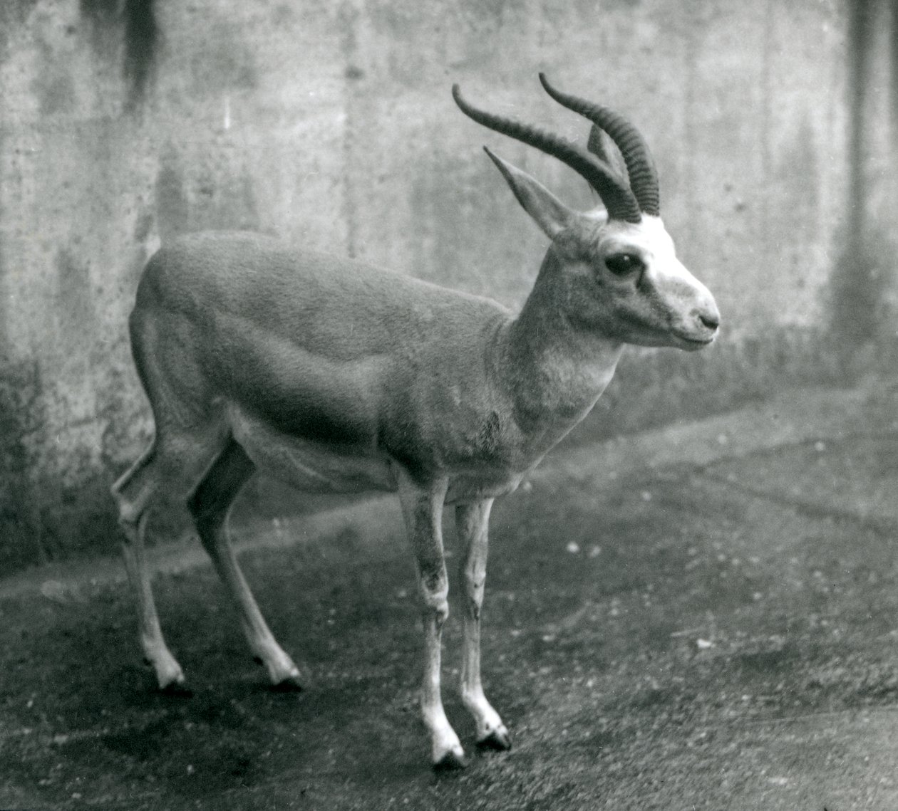 Gazela perská, struma nebo gazela černoocasá v londýnské zoo, srpen 1927 od Frederick William Bond