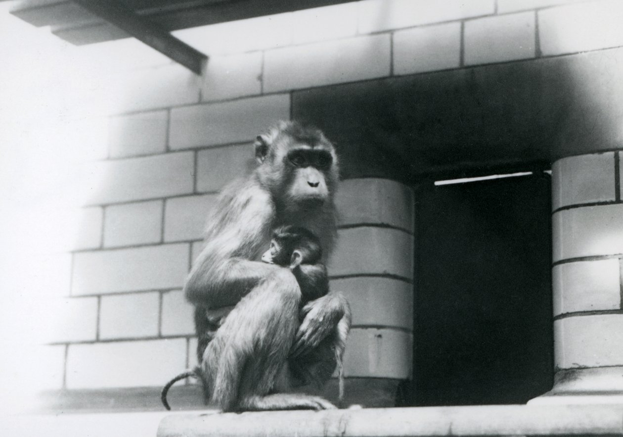 Makak prasečí, který drží své mládě, zatímco sedí na vydlážděné římse ve svém výběhu v londýnské zoo v roce 1928 (černobílá fotografie) od Frederick William Bond