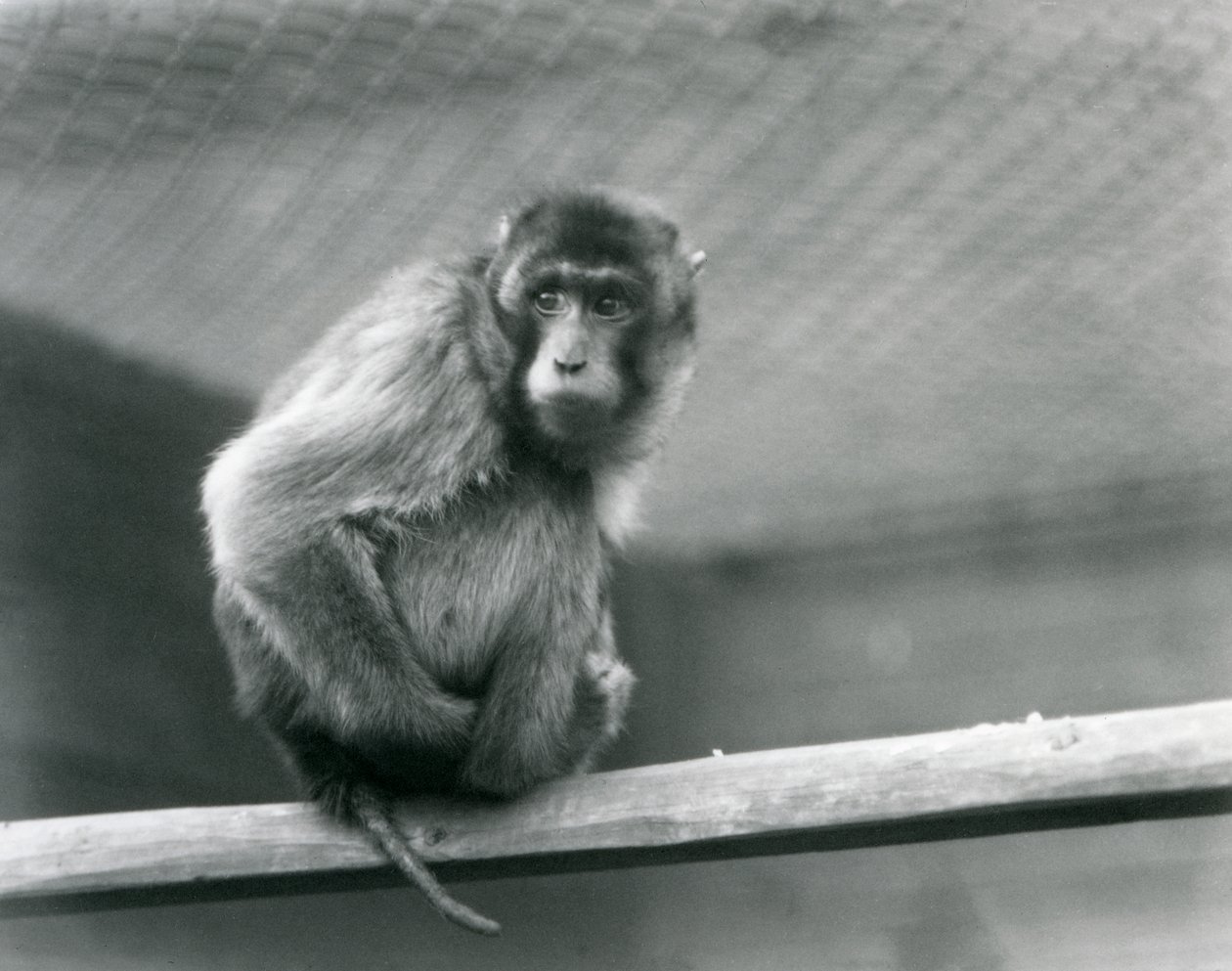 Makak prasečí sedící na bidélku ve výběhu v londýnské zoo (černobílá fotografie) od Frederick William Bond