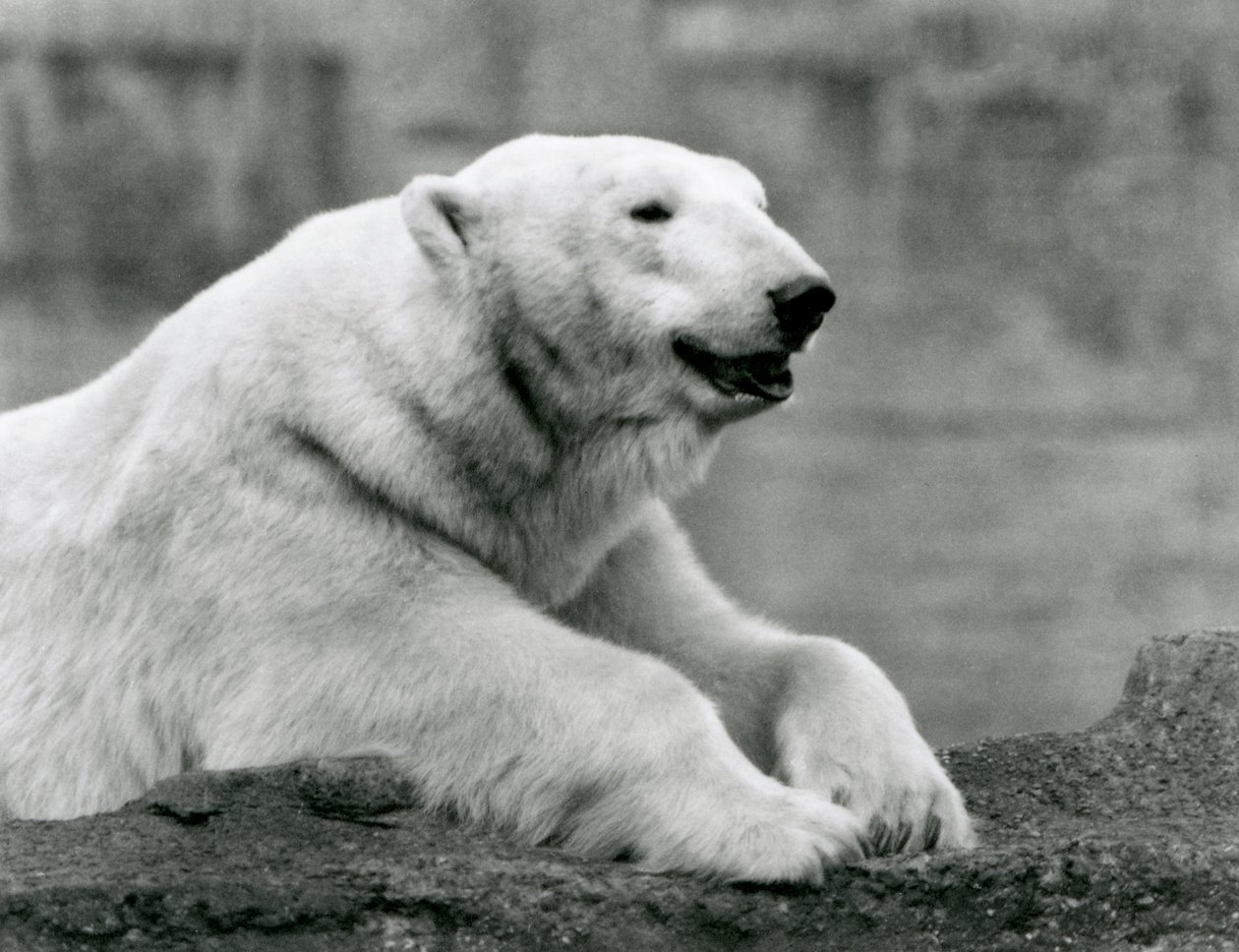 Lední medvěd odpočívající na skalnaté římse v londýnské zoo v roce 1931 (černobílá fotografie) od Frederick William Bond