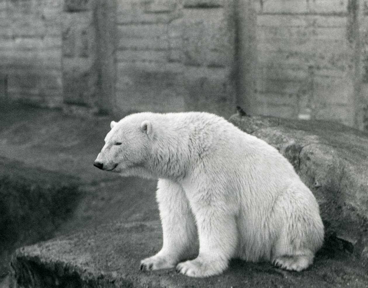 Lední medvěd sedící na skalnaté římse v londýnské zoo v září 1927 od Frederick William Bond