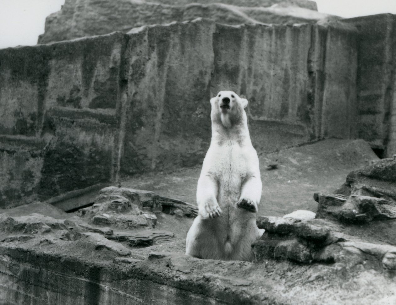 Lední medvěd sedící ve svém výběhu na úpatí Mappinových teras v londýnské zoo v září 1928 (černobílá fotografie) od Frederick William Bond