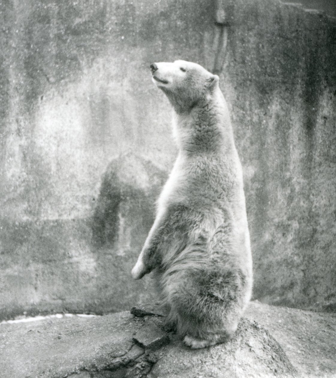 Lední medvěd sedící na bobku v londýnské zoo v roce 1929 (černobílá fotografie) od Frederick William Bond