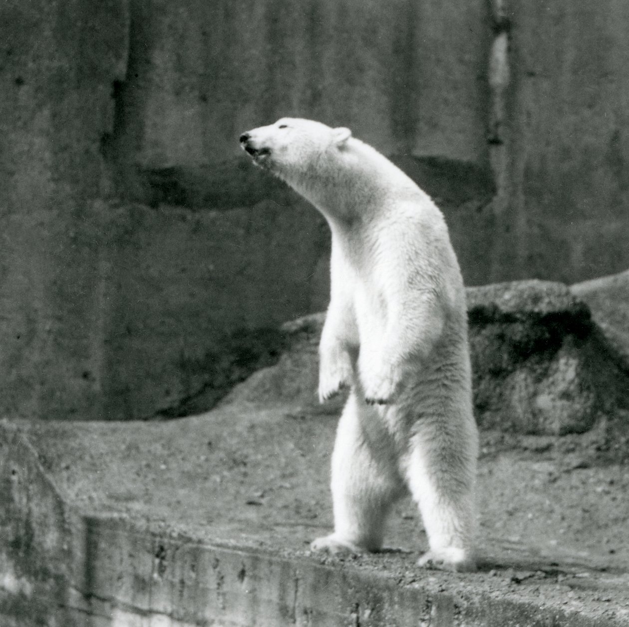 Lední medvěd stojící vysoko na zadních nohách na okraji výběhu na Mappin Terraces, London Zoo od Frederick William Bond
