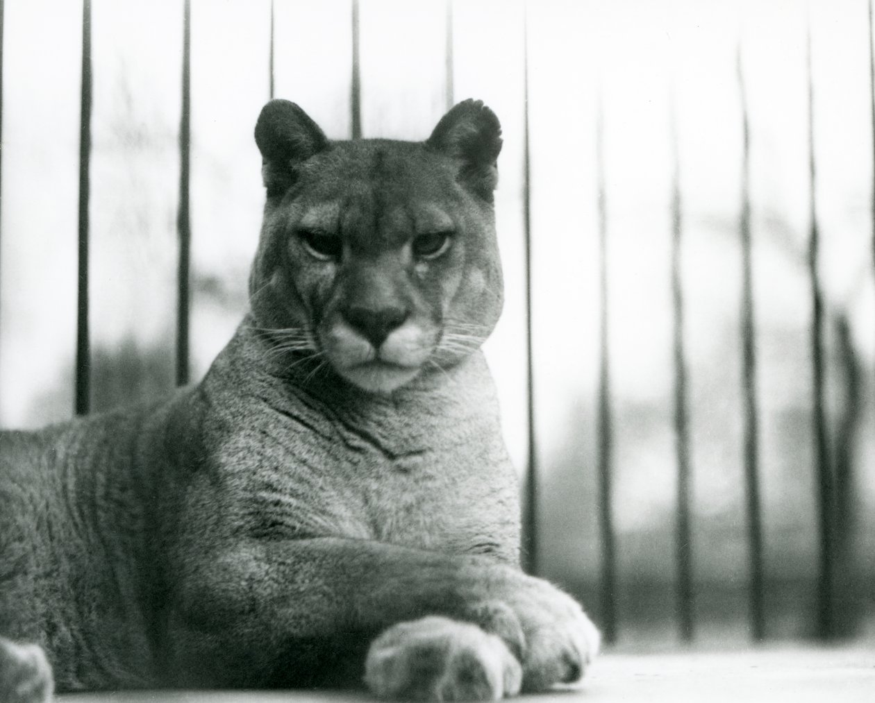 Puma/Cugar/Mountain Lion/Catamount odpočívá v londýnské zoo v roce 1931 (černobílá fotografie) od Frederick William Bond