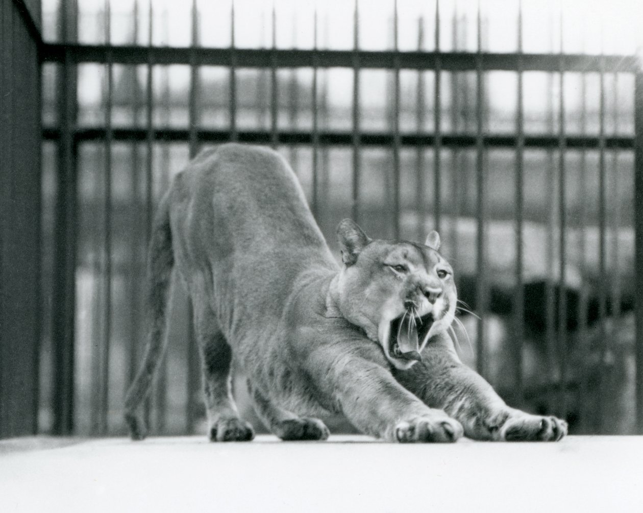 Puma Cougar Mountain Lion zívající a protahující se v londýnské zoo v červnu 1925 od Frederick William Bond