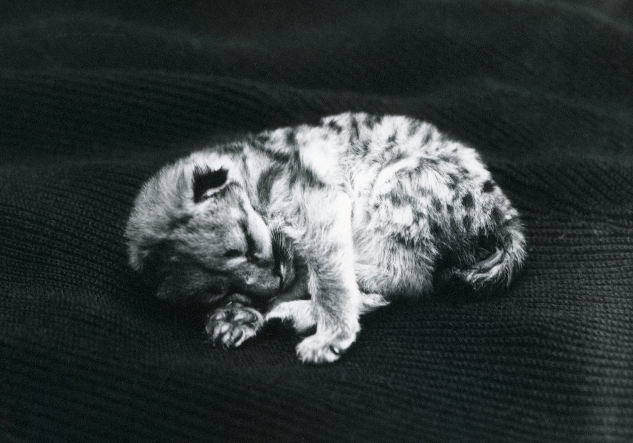 Mládě pumy v londýnské zoo od Frederick William Bond