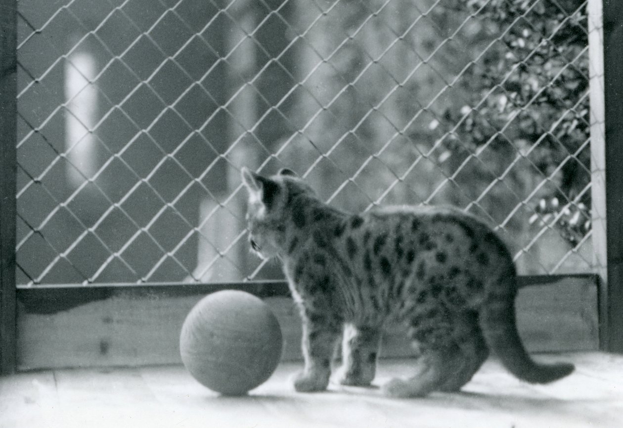 Kotě Puma s míčem, vypadající ze svého výběhu, Londýnská zoo, 1923 od Frederick William Bond