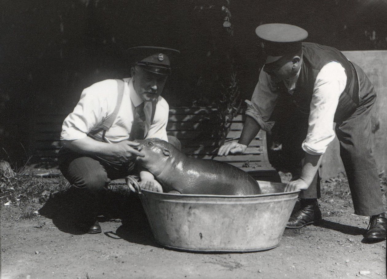 Pygmejský hroch namočený v ZSL London Zoo, srpen 1928 od Frederick William Bond