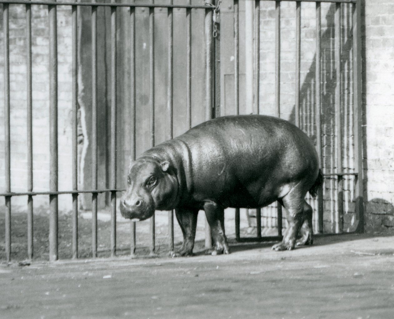 Hroch trpasličí v londýnské zoo v roce 1927 od Frederick William Bond