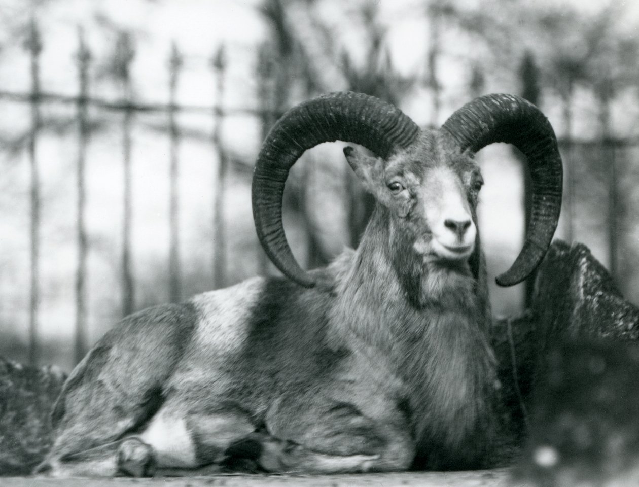 Beran sedící v londýnské zoo, 1925 od Frederick William Bond