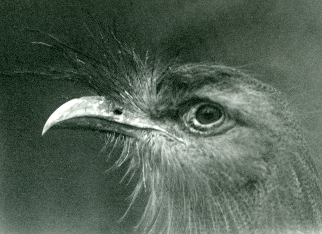 Seriema rudonohá v londýnské zoo v roce 1924 od Frederick William Bond