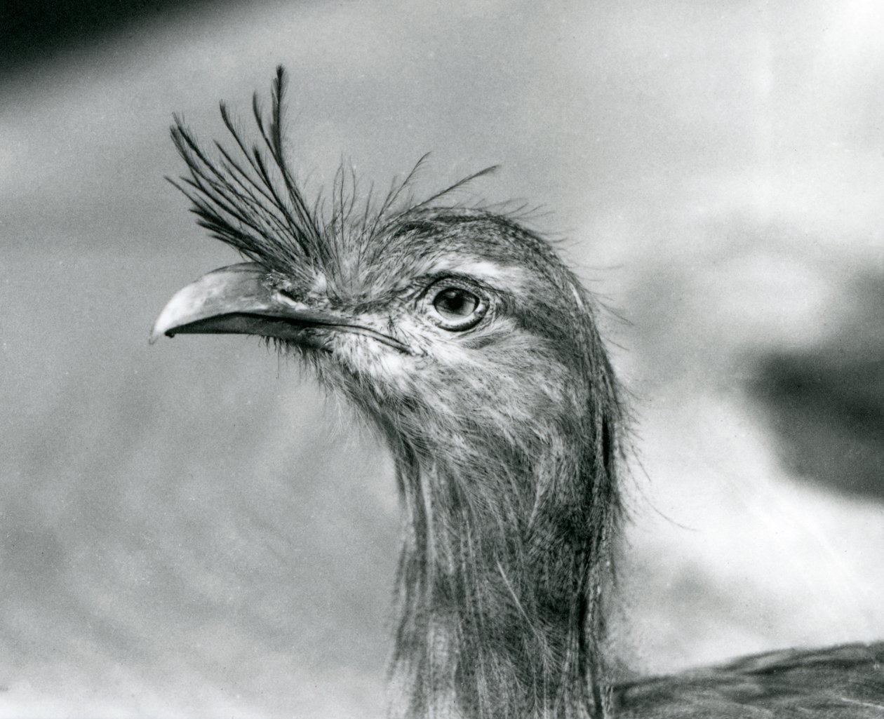 Seriema rudonohá v londýnské zoo v roce 1929 (černobílá fotografie) od Frederick William Bond