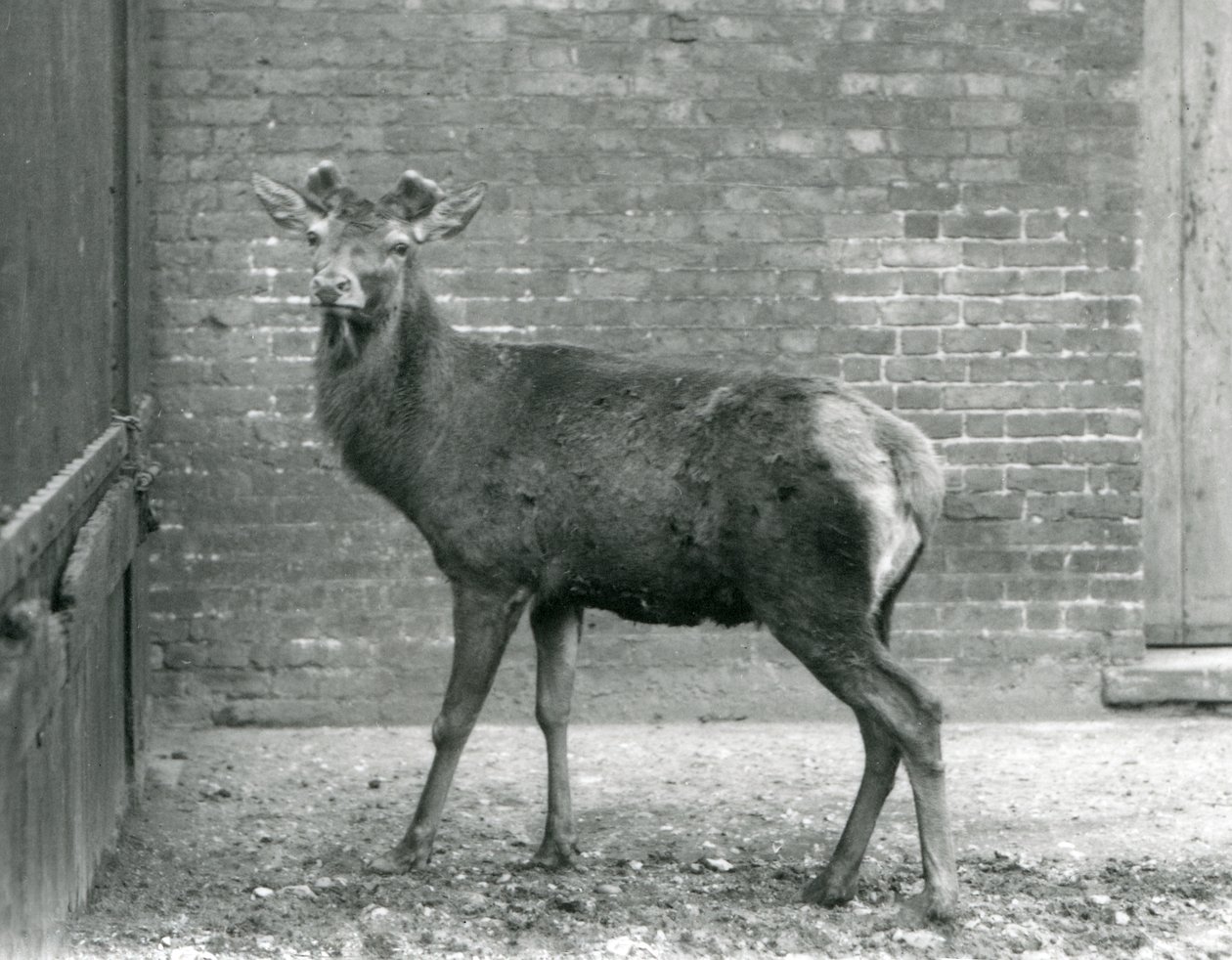 Jelen Red Deer s rašícími parohy, Londýnská zoo, srpen 1928 (černobílé foto) od Frederick William Bond