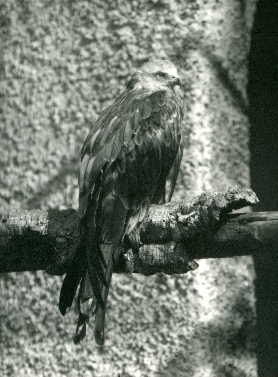 Luňák červený sedící na větvi v londýnské zoo v roce 1924 od Frederick William Bond