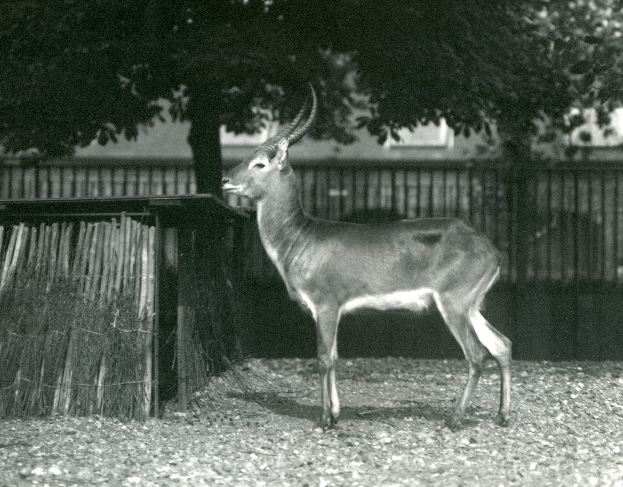 Červený Lechwe v londýnské zoo, červenec 1924 od Frederick William Bond