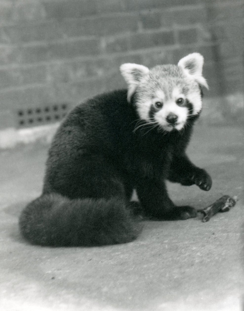 Panda červená sedící v londýnské zoo, 1917. od Frederick William Bond