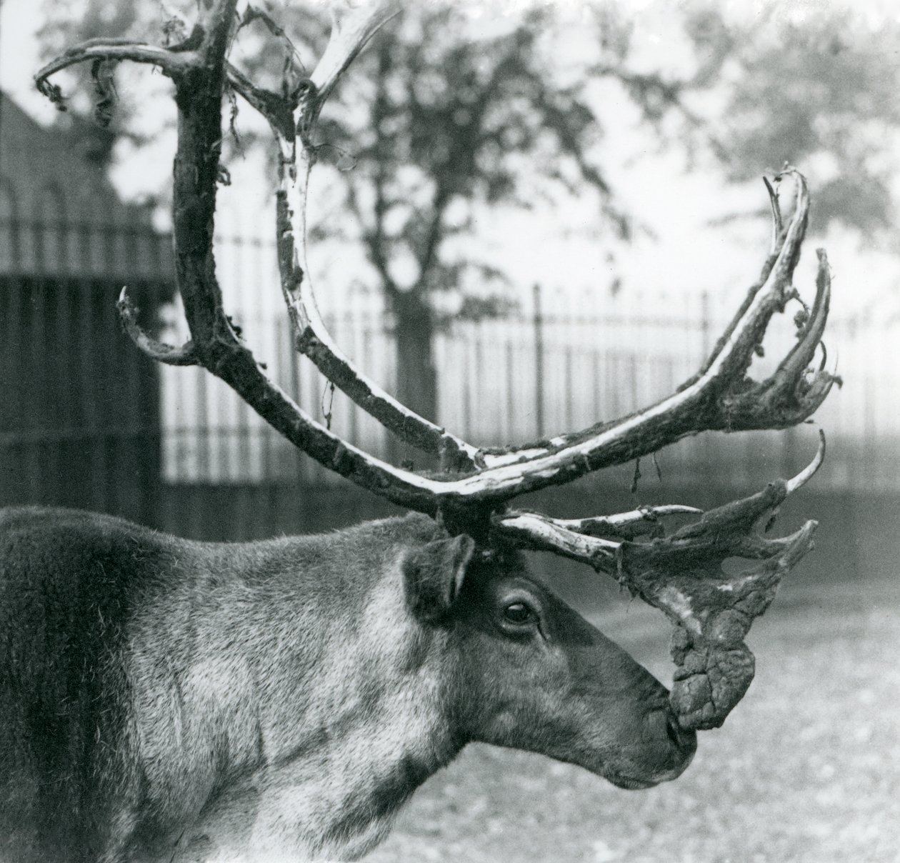 Sobí jelen shazující samet z paroží, londýnská zoo od Frederick William Bond