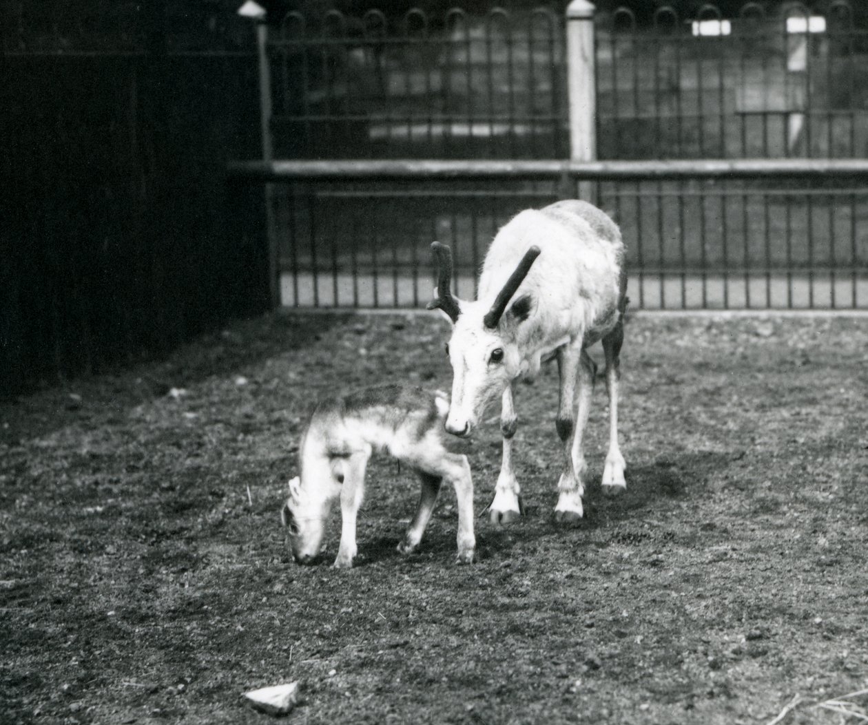 Sob s mládětem v londýnské zoo, březen 1914 od Frederick William Bond