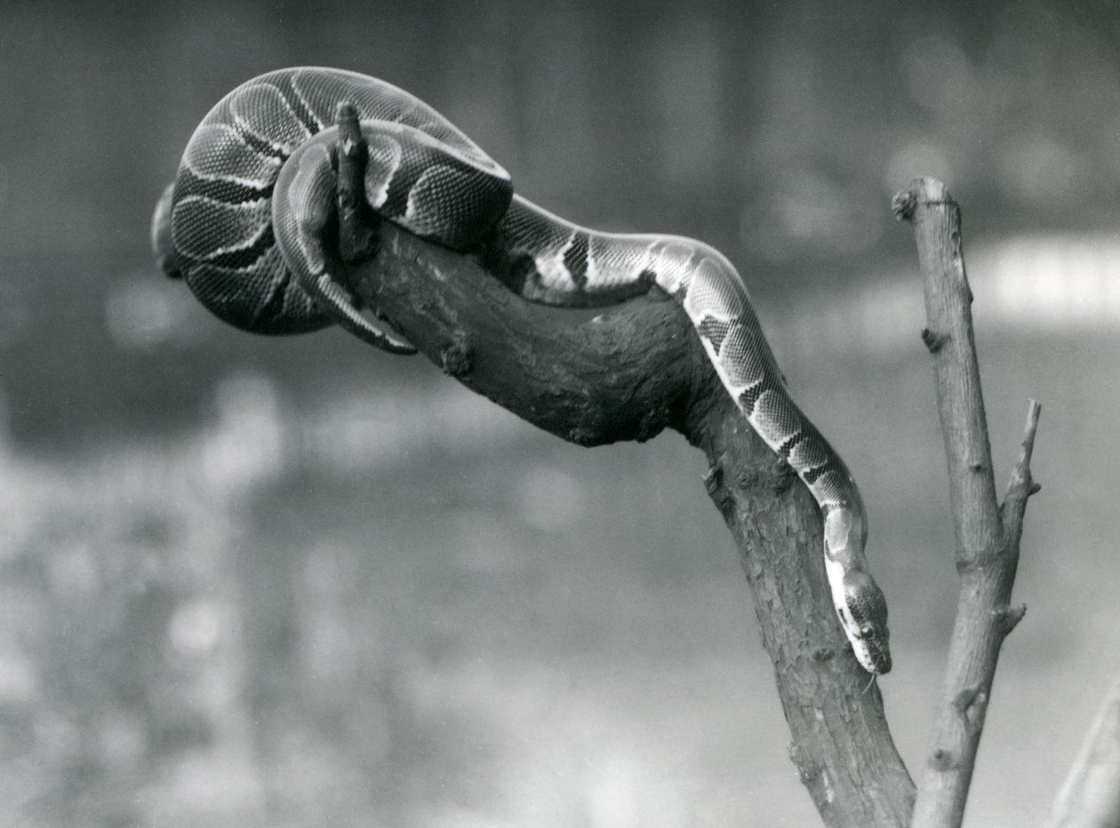 Royal Ball Python, který si razil cestu po pobočce v londýnské zoo v říjnu 1925 od Frederick William Bond