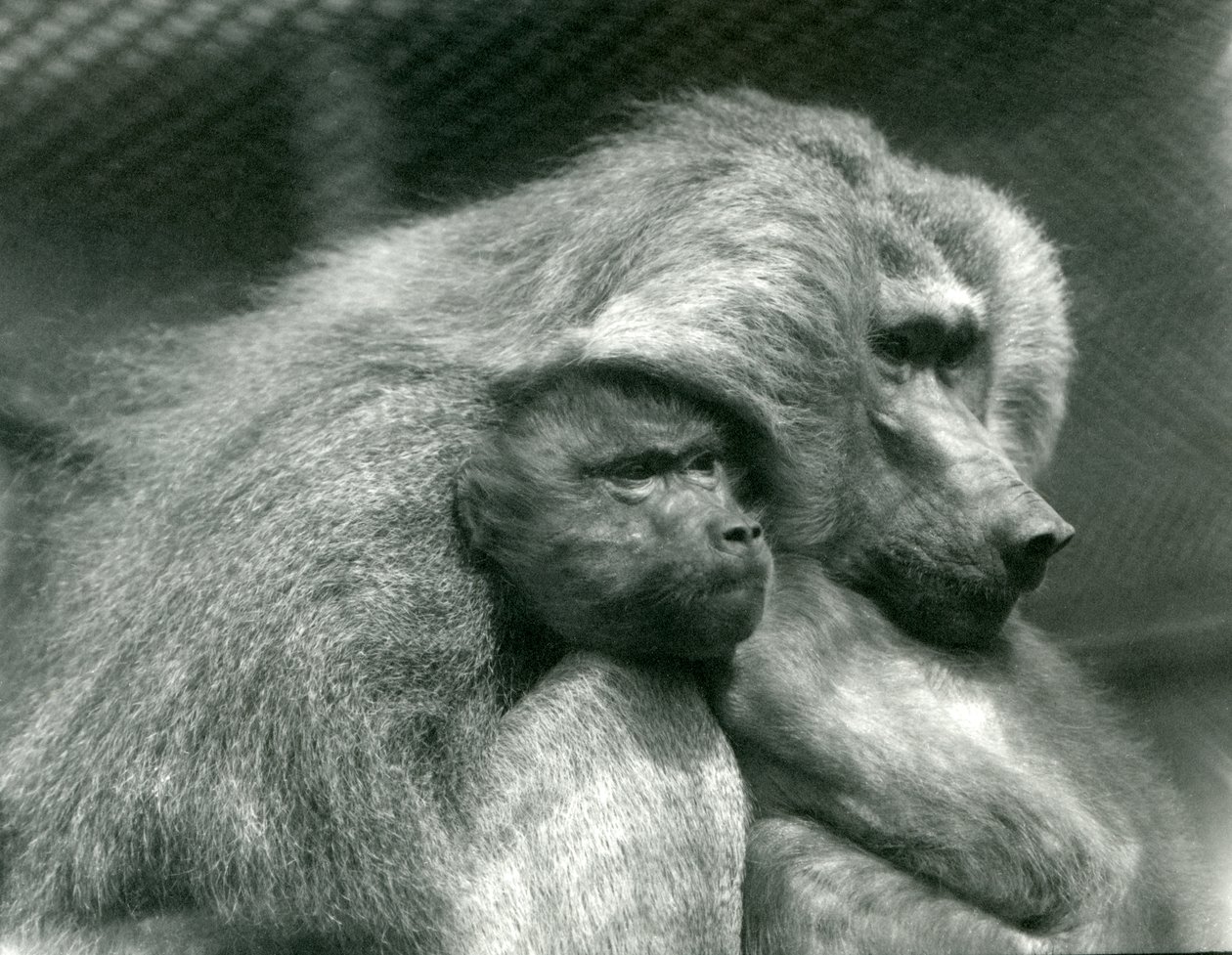 Pavián posvátný s mláďaty v londýnské zoo, červenec 1924 od Frederick William Bond