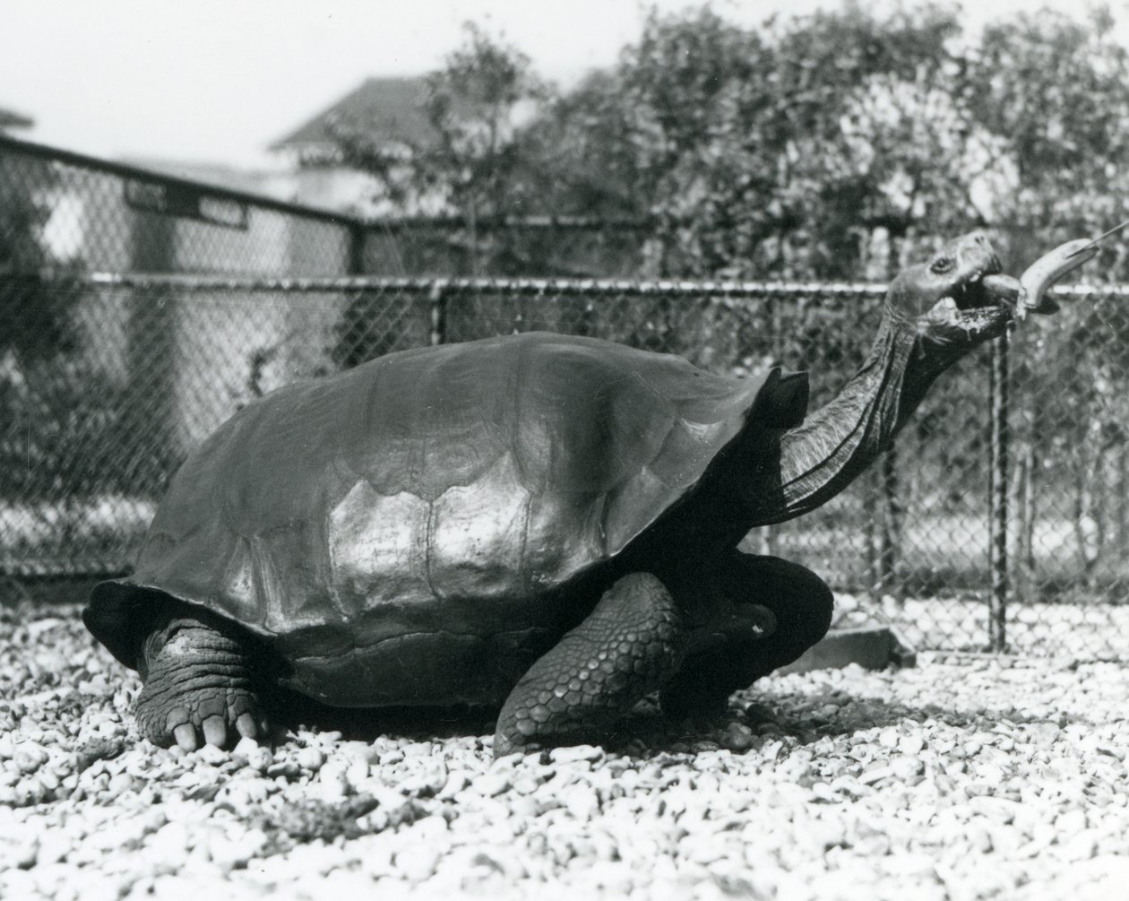 Sedlák, galapágská želva krmená banánem na tyči (černobílá fotografie) od Frederick William Bond