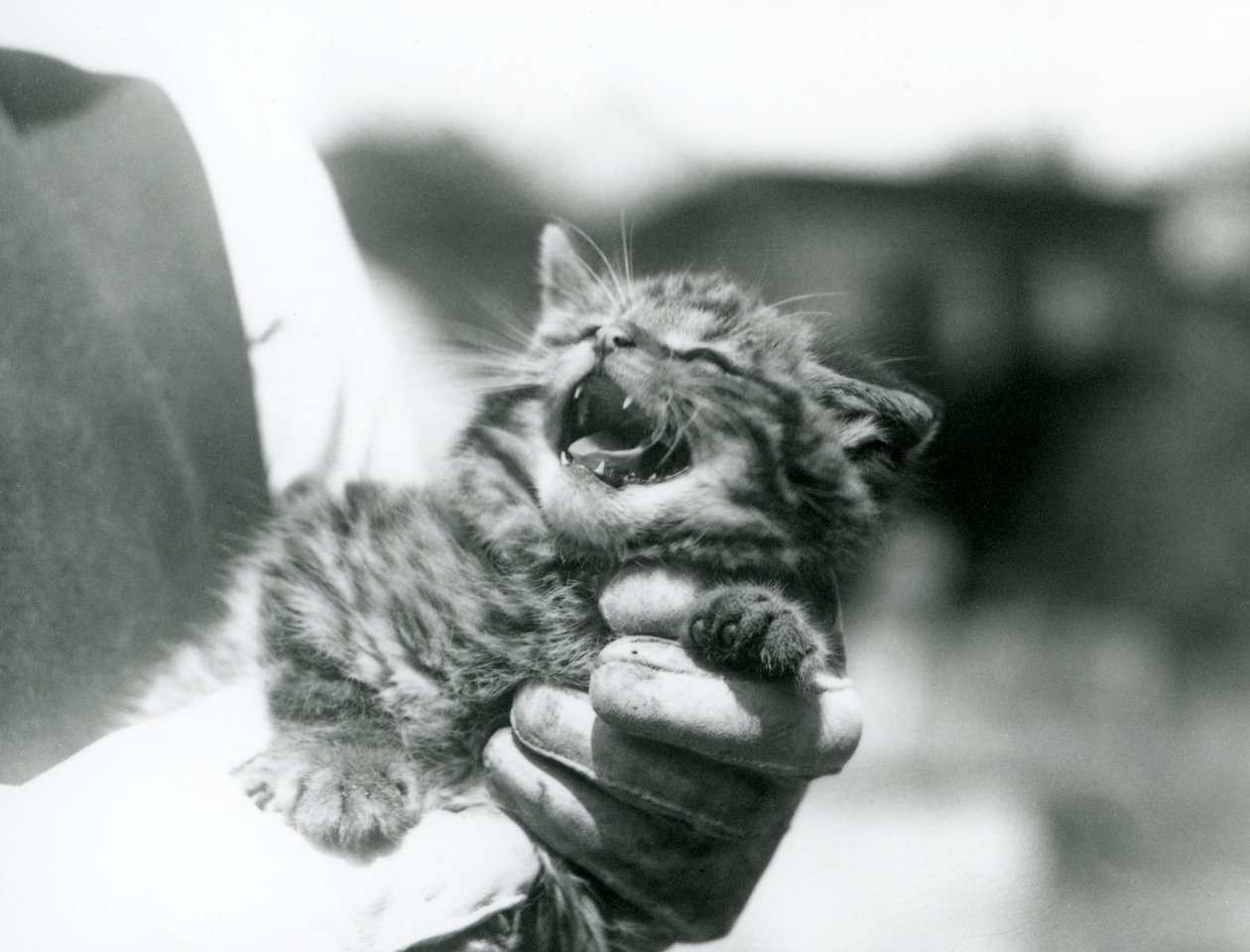 Kotě skotské divoké kočky držené v rukou svého chovatele, londýnské zoo od Frederick William Bond