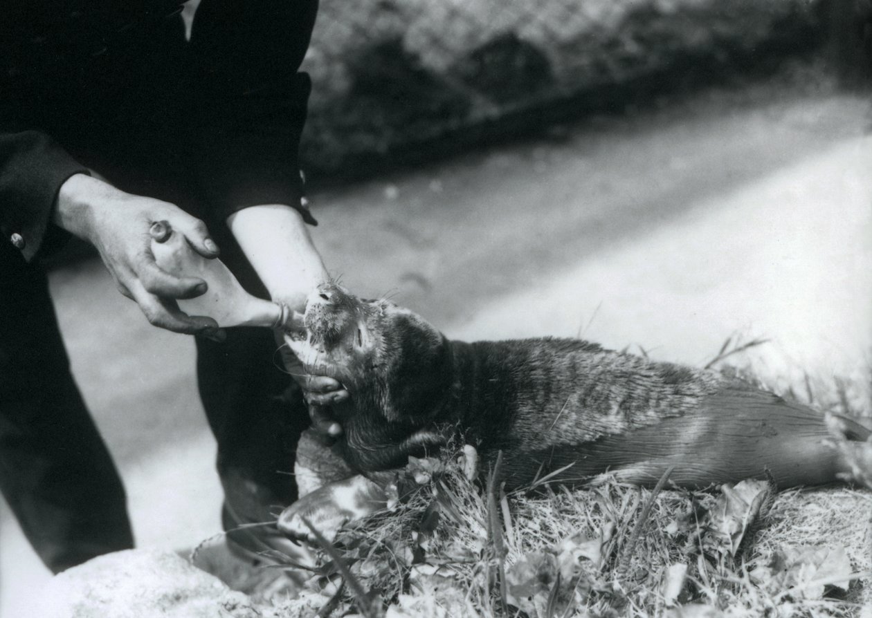 Tulení mládě krmené jeho chovatelem, londýnská zoo, srpen 1925 od Frederick William Bond