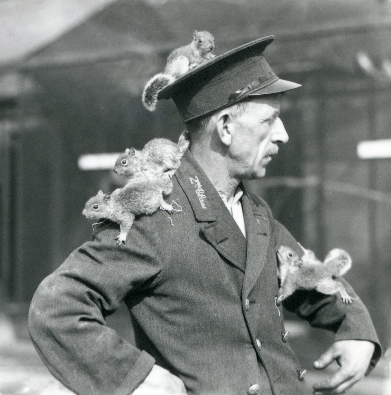 Ošetřovatel druhé třídy se čtyřmi mladými veverkami šedými šplhajícími na jeho uniformě klobouk a bundu, londýnská zoo od Frederick William Bond