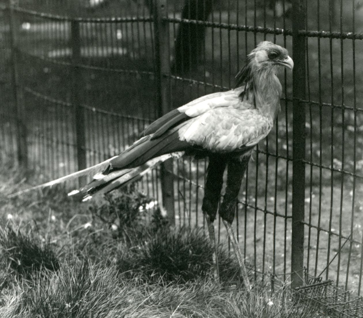 Pták tajemník v londýnské zoo v září 1923 od Frederick William Bond