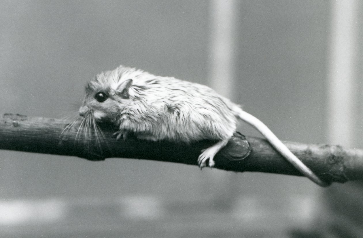 Shaws Jird šplhající po větvi v londýnské zoo v roce 1927. od Frederick William Bond