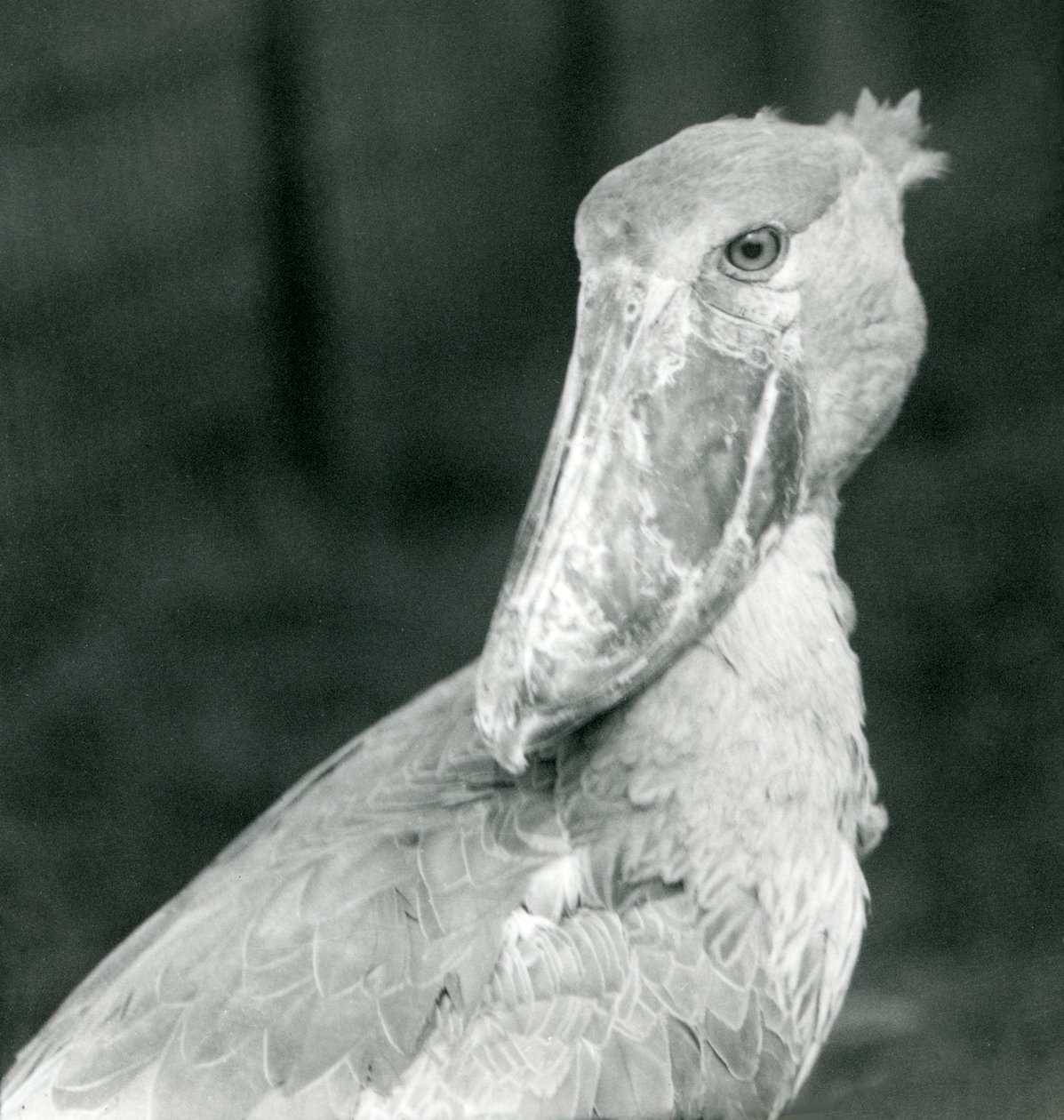 Čáp obutý, londýnská zoo, červenec 1926 od Frederick William Bond