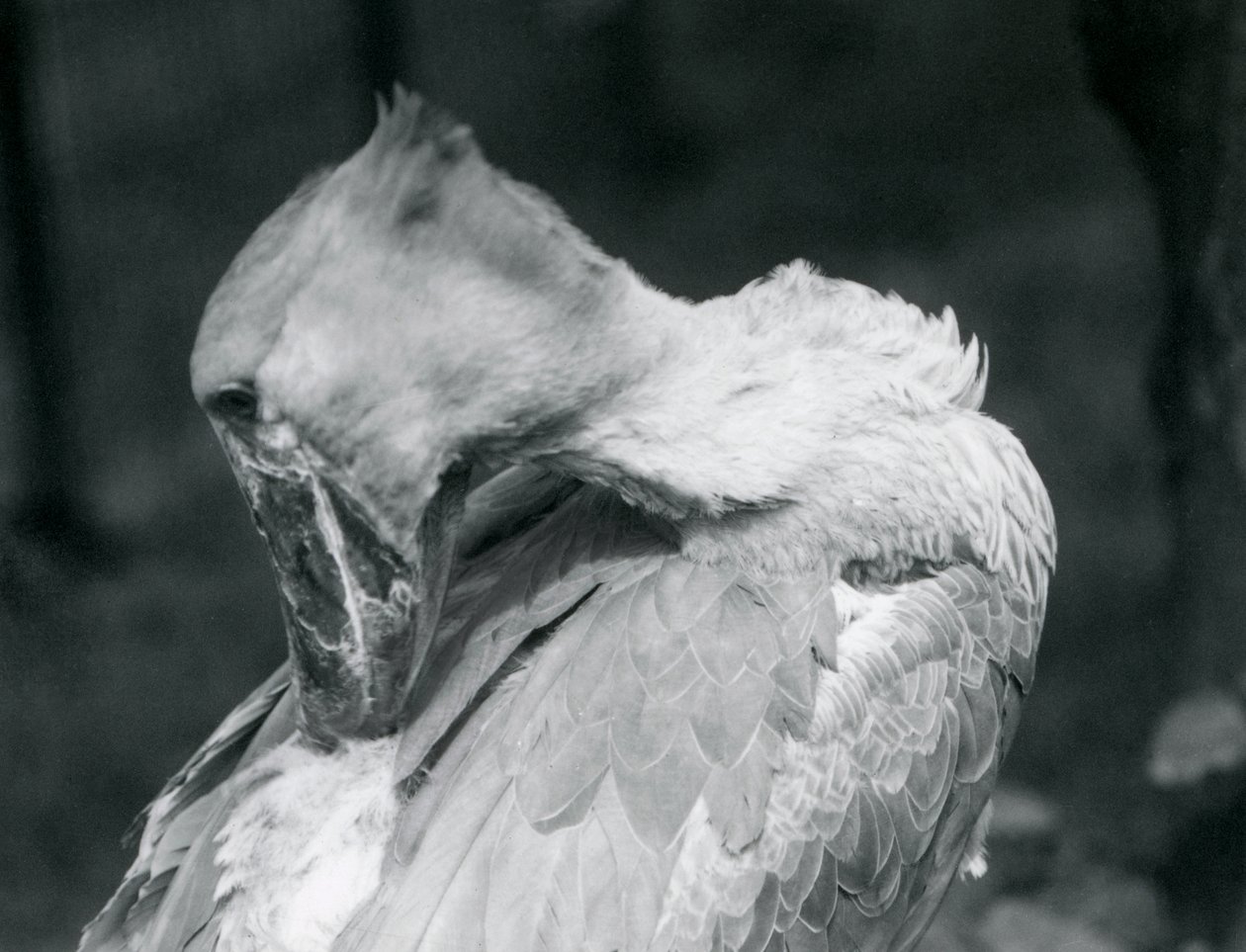 Shoebill, který si pere peří v londýnské zoo v roce 1926 od Frederick William Bond