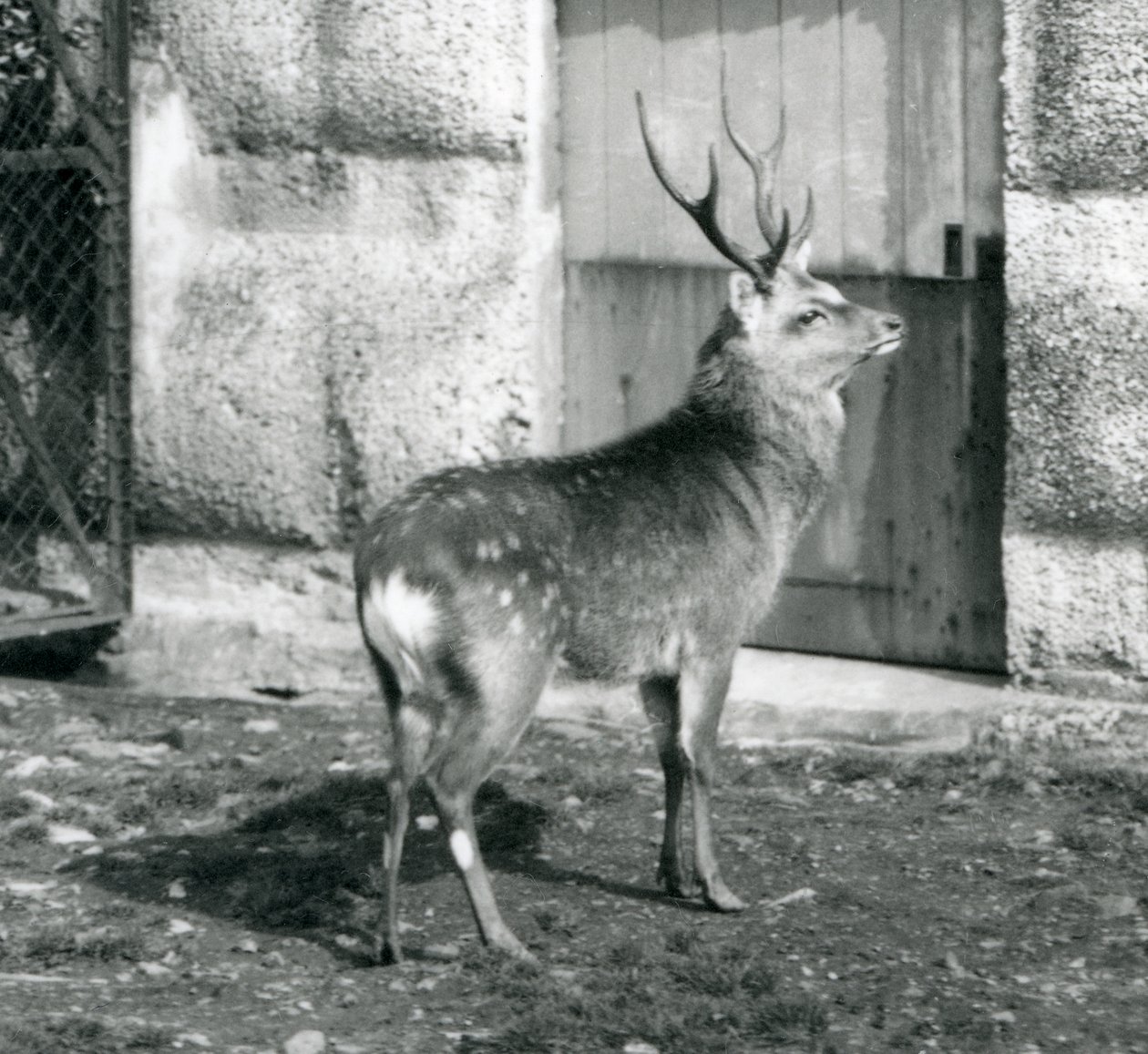 SikaJapanese Spotted Stag stojící ve svém výběhu v londýnské zoo, srpen 1927 od Frederick William Bond