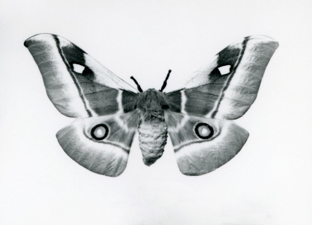 Silkmoth, Bunaea caffraria, v londýnské zoo, před rokem 1930 od Frederick William Bond