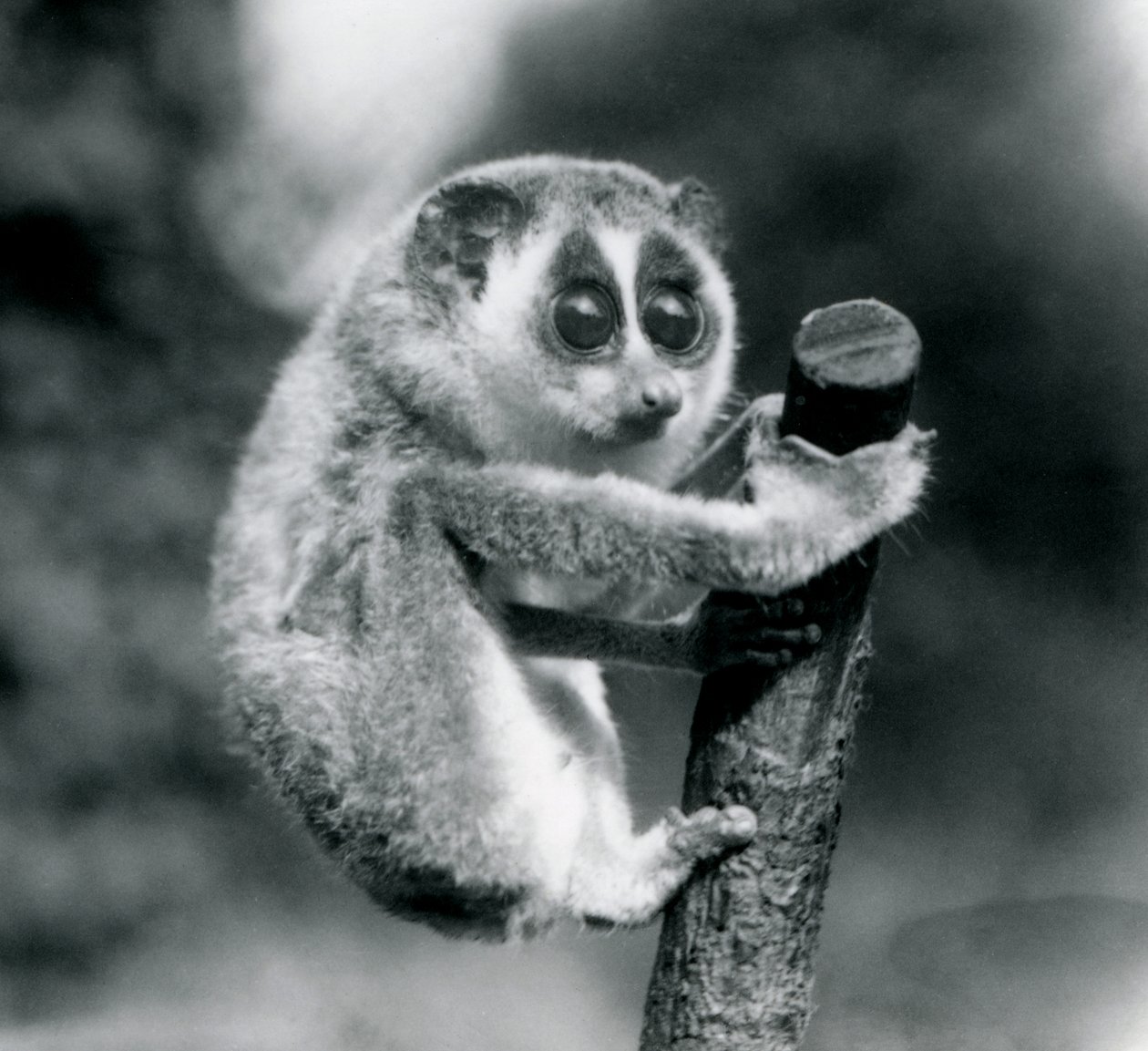 Loris štíhlý držící se konce větve, Londýnská zoo, srpen 1926 od Frederick William Bond