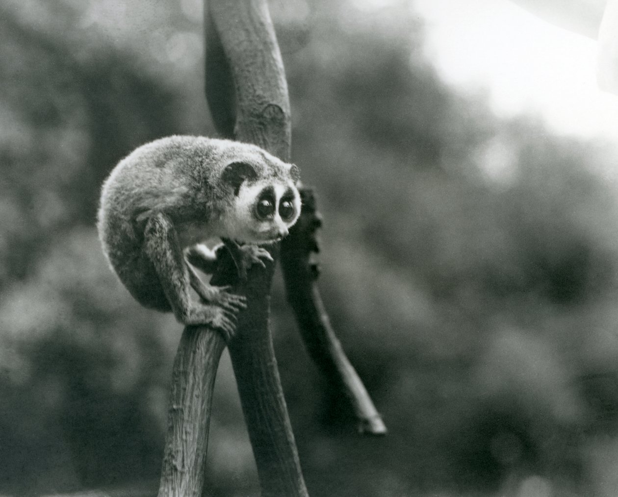 Štíhlá loris shlíží z větve, londýnská zoo, srpen 1926 od Frederick William Bond