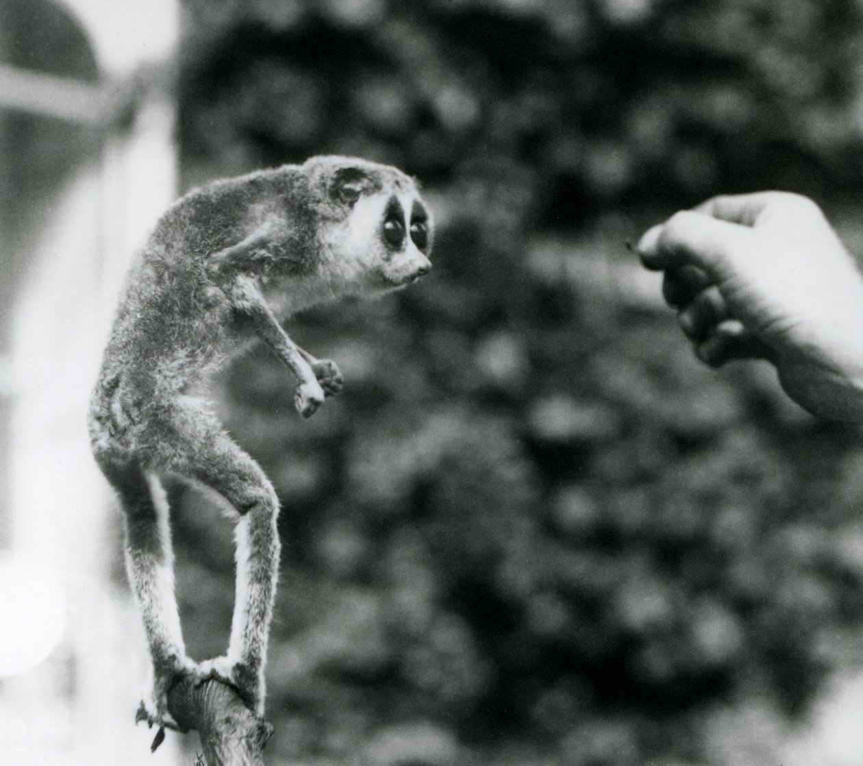 Štíhlý Loris stojící vzpřímeně na větvi a dívá se na ruku chovatele, když je nabízen moučnému červovi, Londýnská zoo, srpen 1926 od Frederick William Bond